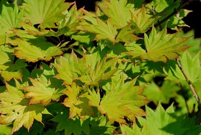 Acer shirasawanum 'Aureum' - javor Shirasawův - letní listy